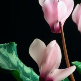 cyclamen sur fond noir